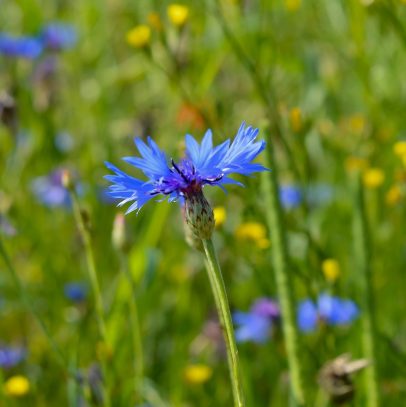 Weilmünster, Hessen, Mantel-GmbH
