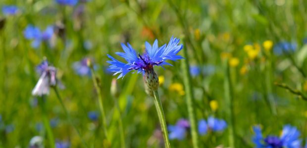 Weilmünster, Hessen, Mantel-GmbH