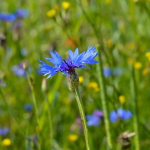 Weilmünster, Hessen, Mantel-GmbH